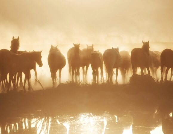 Camargue